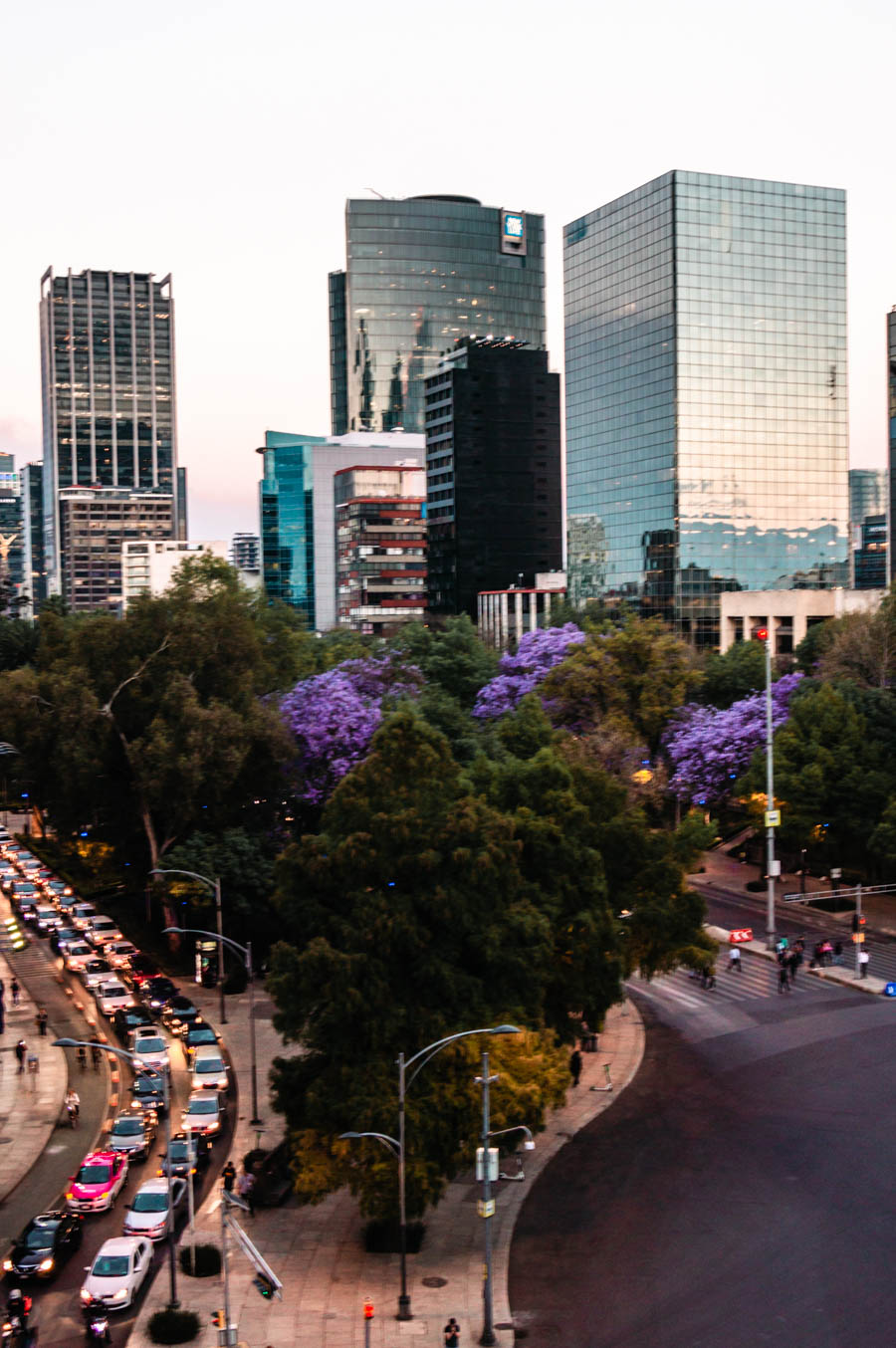 Jacarandas in Mexico City - Paseo de la Reforma Avenue