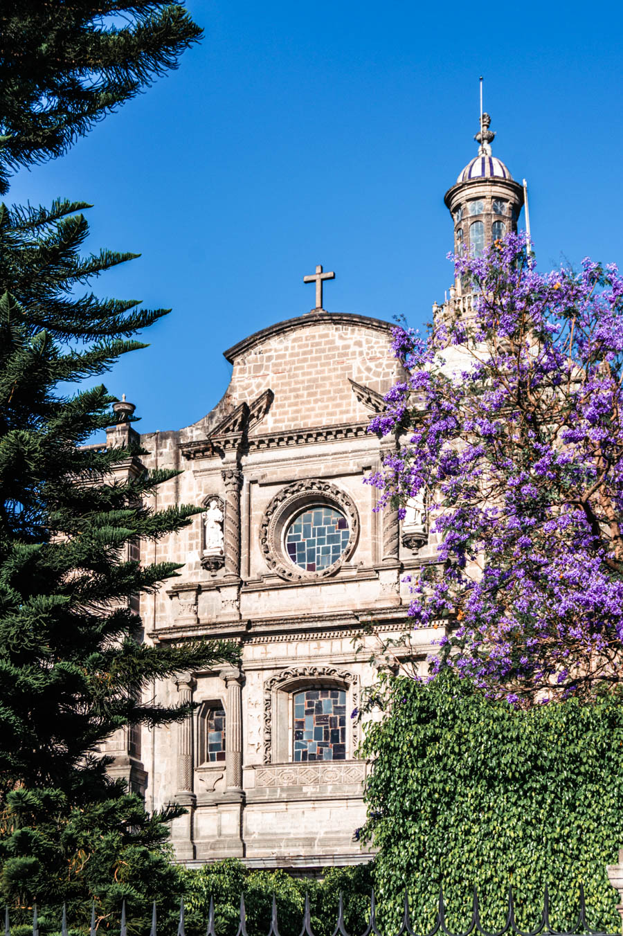 Jacarandas in Mexico City