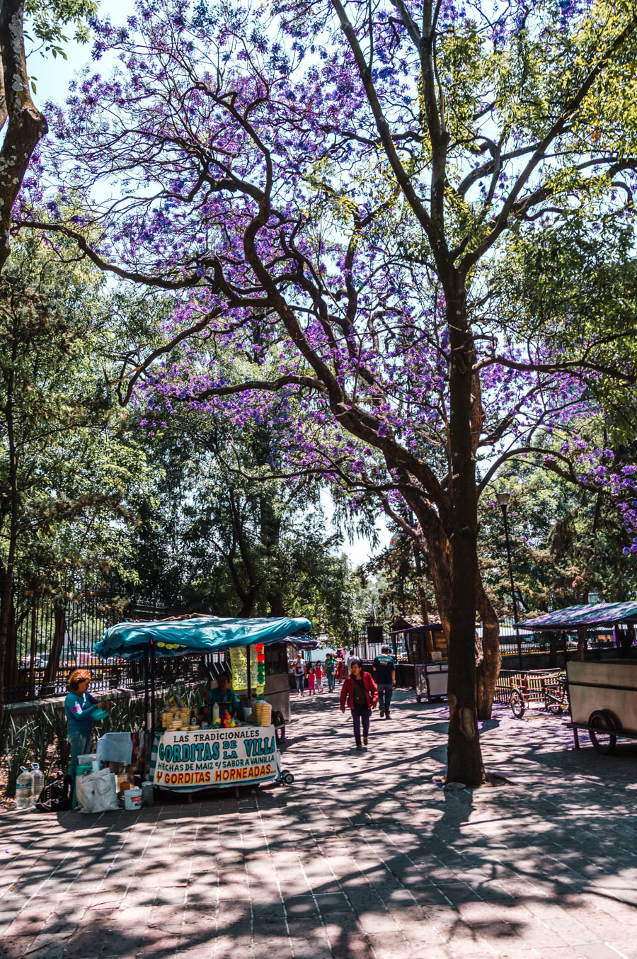 Chapultepec Park  Jacarandas