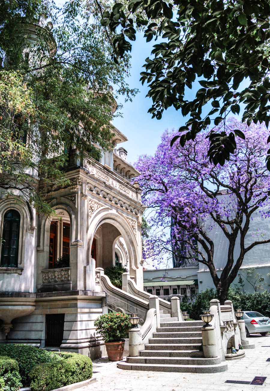 Jacarandas in Mexico City Condesa