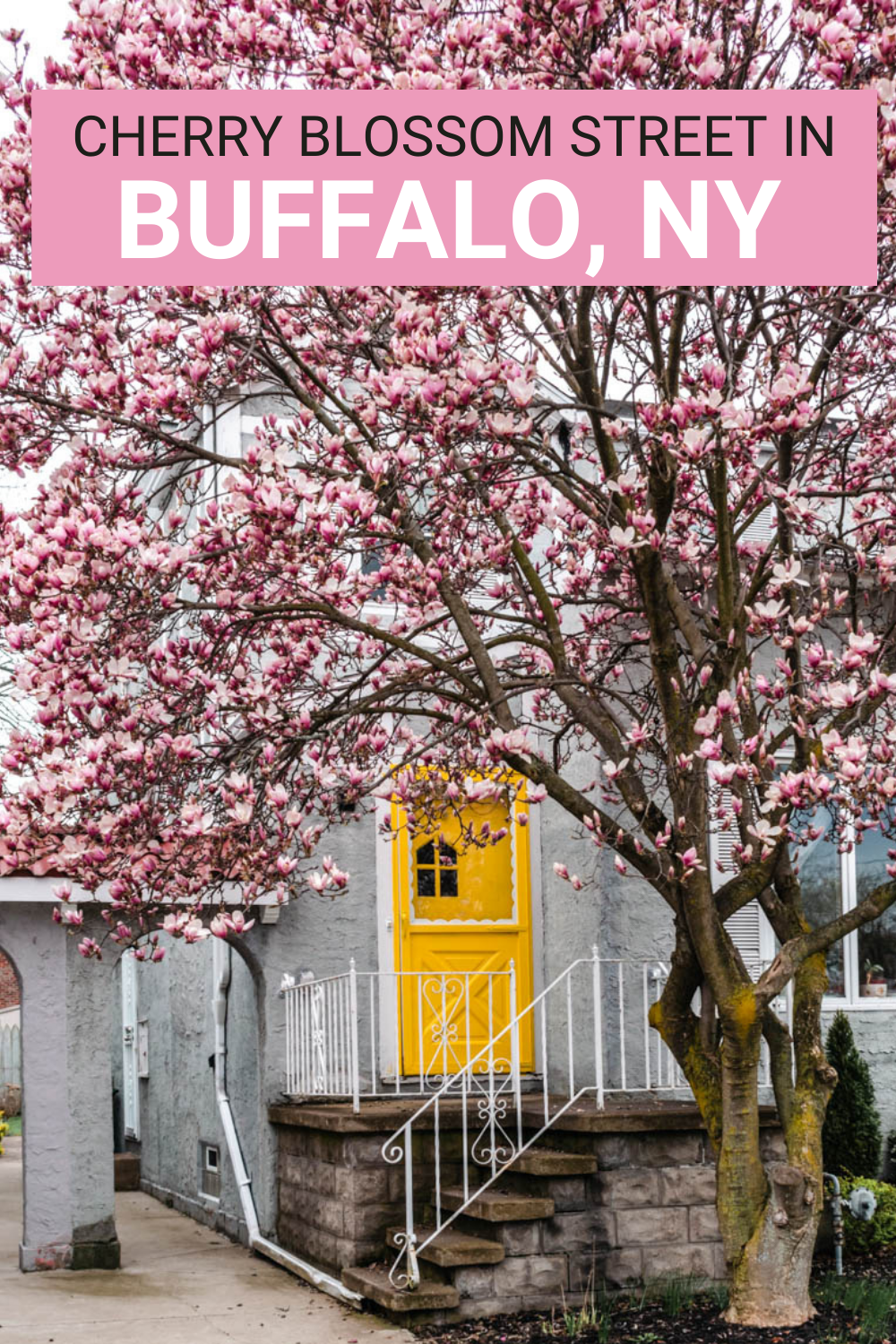 Street with Cherry Blossoms in Buffalo NY