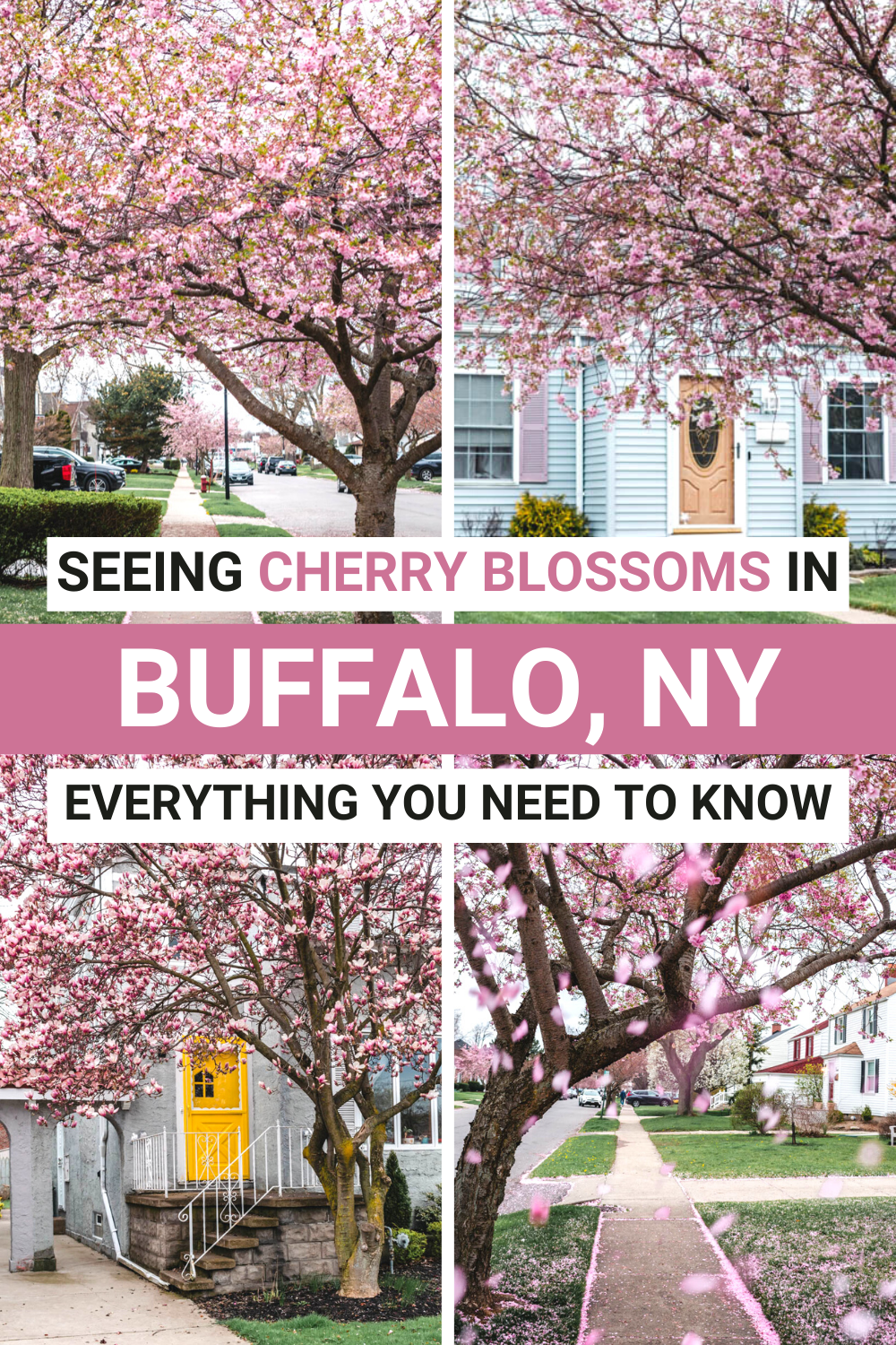 Street with Cherry Blossoms in Buffalo NY