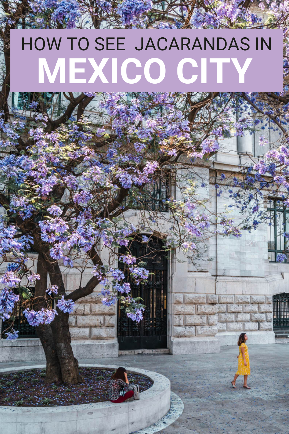 Jacarandas in Mexico City