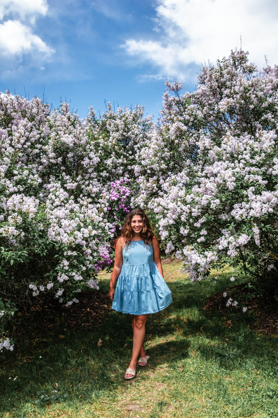 Highland Park Lilacs - Things to do in Rochester NY
