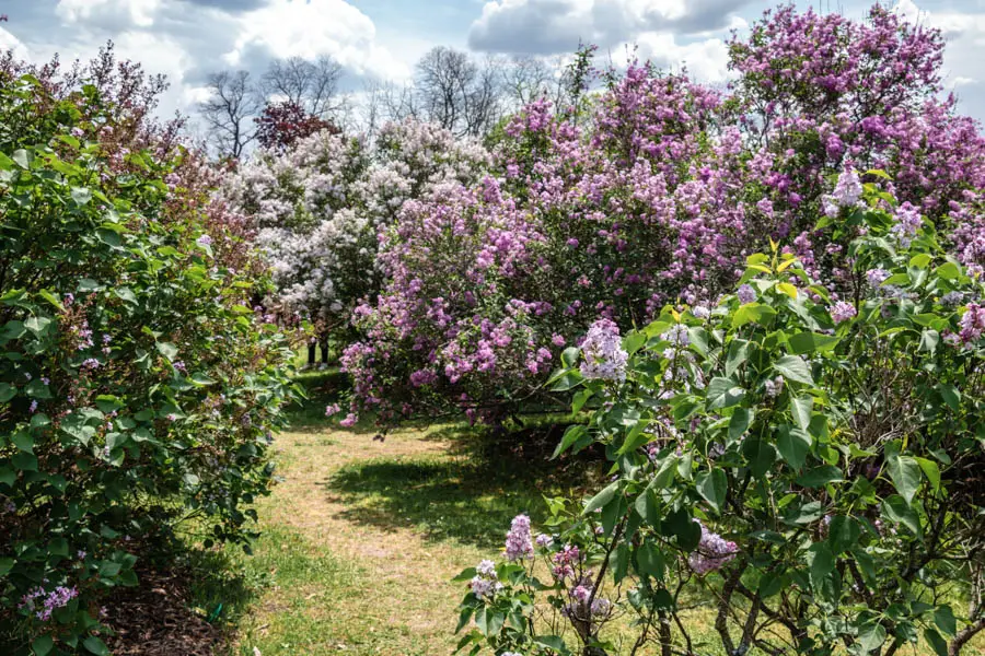 Highland Park Lilacs