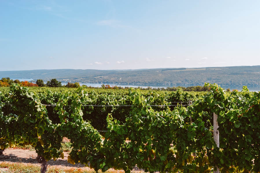 Finger Lakes Winery - Day Trips from Buffalo NY