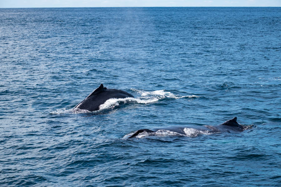 Things to do in Cape Ann MA - Whale Watching