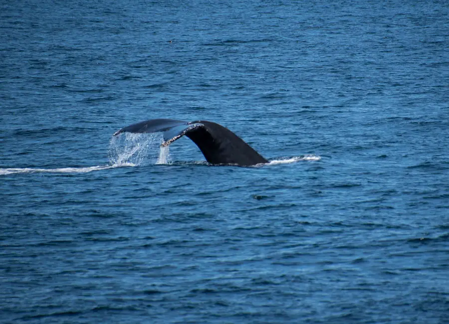 Whale Watching in Cape Ann MA
