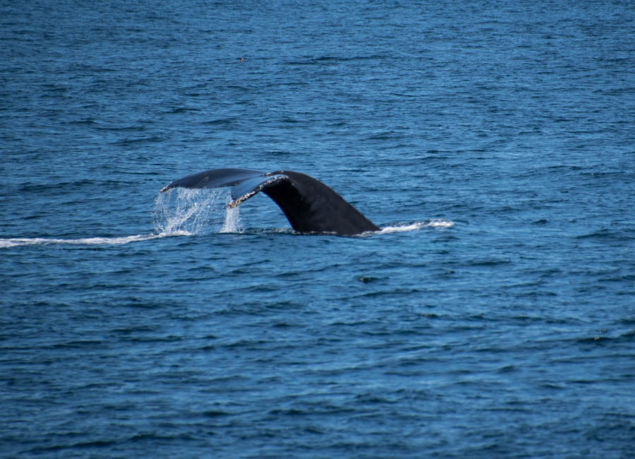 Whale Watching in Cape Ann MA