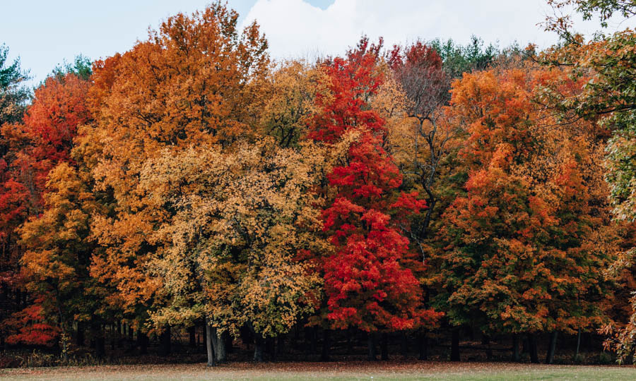 Forest Finger Lakes