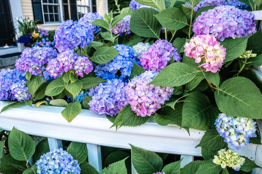 hydrangeas in Rockport MA