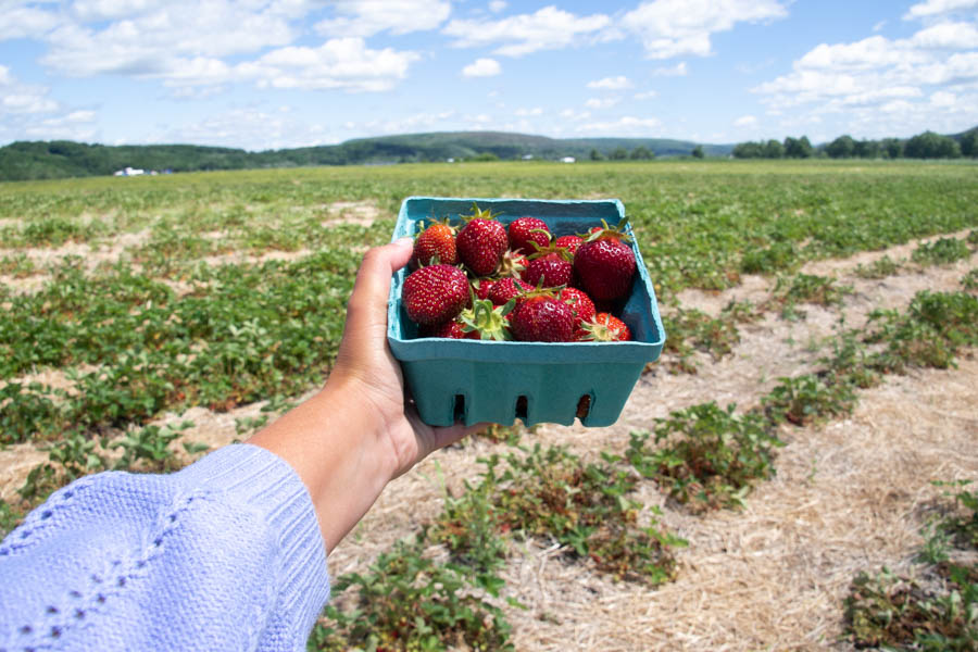 Schultheis Strawberries