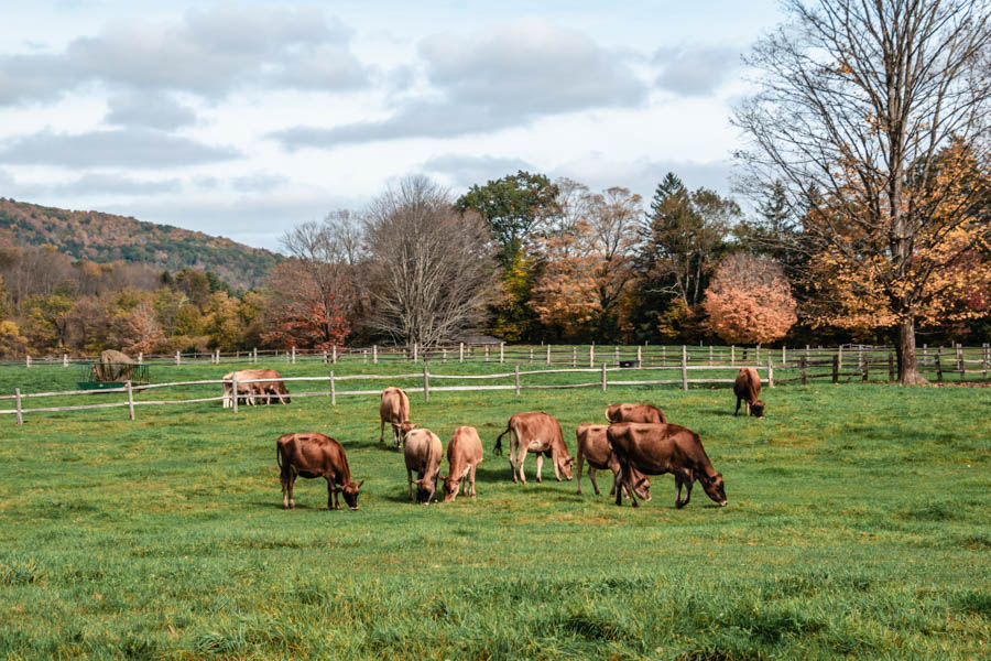 Visit Billings Farm & Museum - Things to do in Woodstock VT in Fall