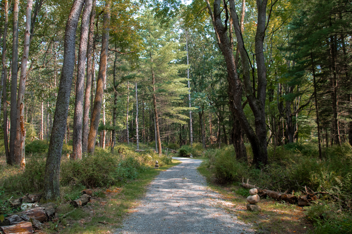 Pathway through the forest on the Autism Nature Trail – Peaceful gravel trail winding through tall trees, offering a serene and accessible hiking experience in Letchworth State Park.