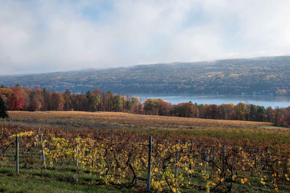 View of Keuka Lake vineyards in late fall, with rows of grapevines and colorful autumn foliage on the surrounding hillsides under a soft morning fog.
