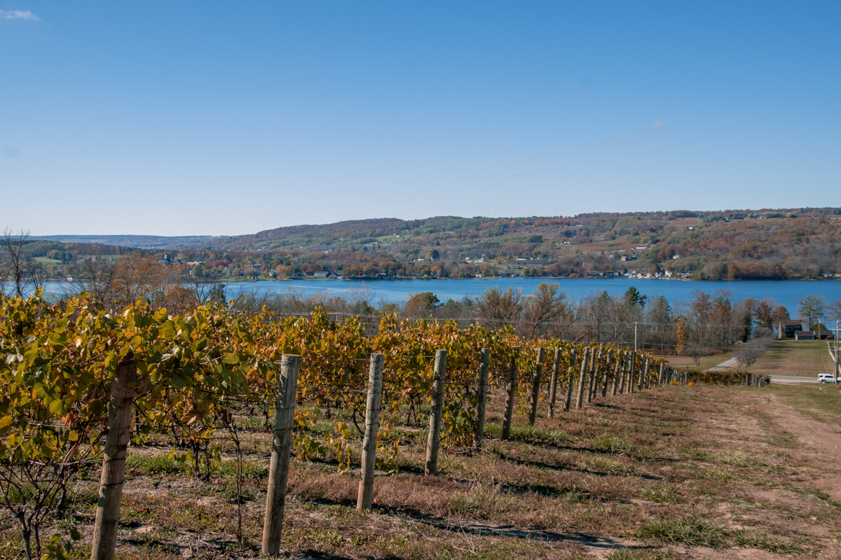 vineyard rows at Keuka Spring Vineyards, overlooking Keuka Lake and colorful fall hillsides. A classic Finger Lakes vineyard view.
