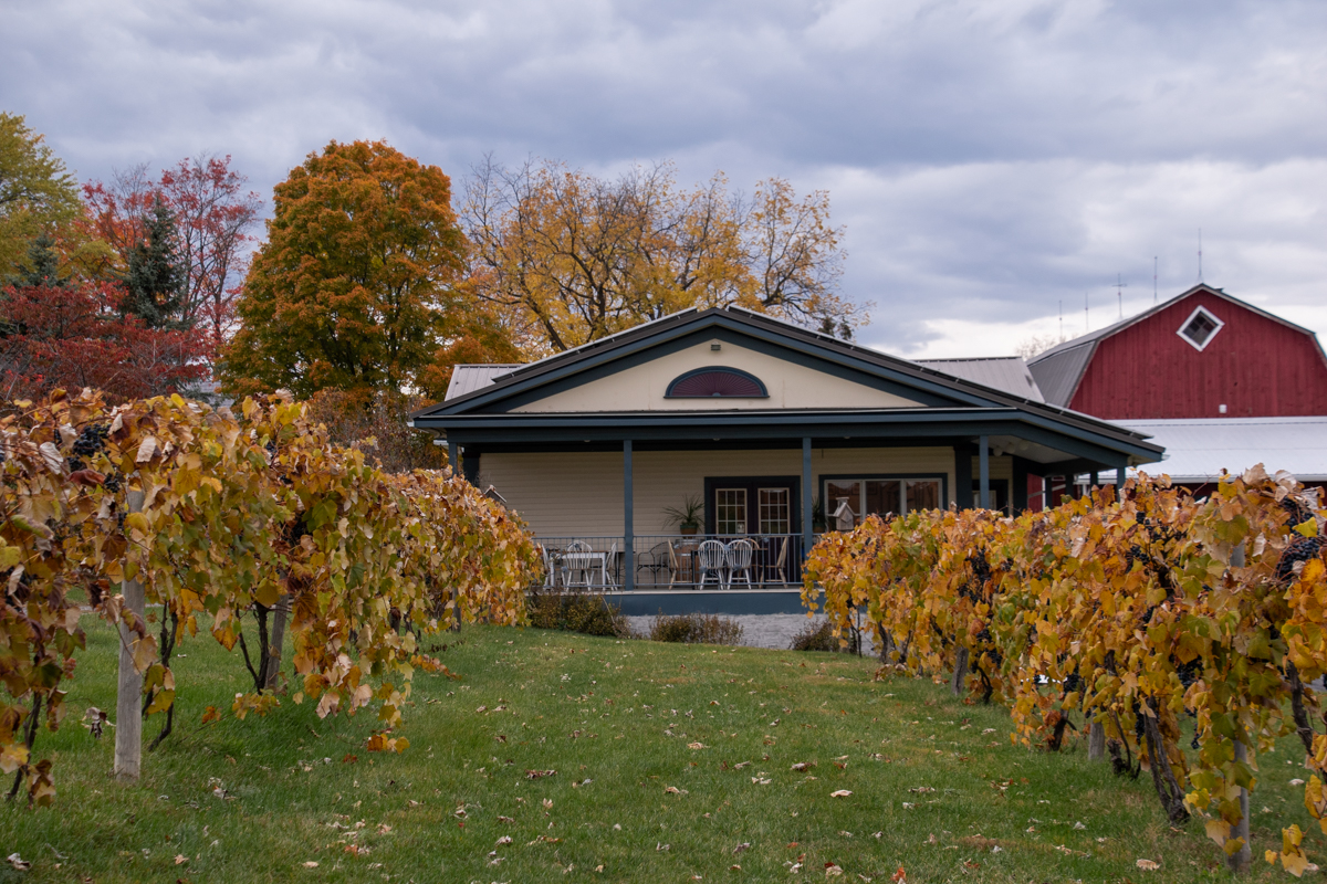 View of Hunt Country Vineyards’ tasting room building framed by rows of colorful fall grapevines, with a red barn and autumn trees in the background.