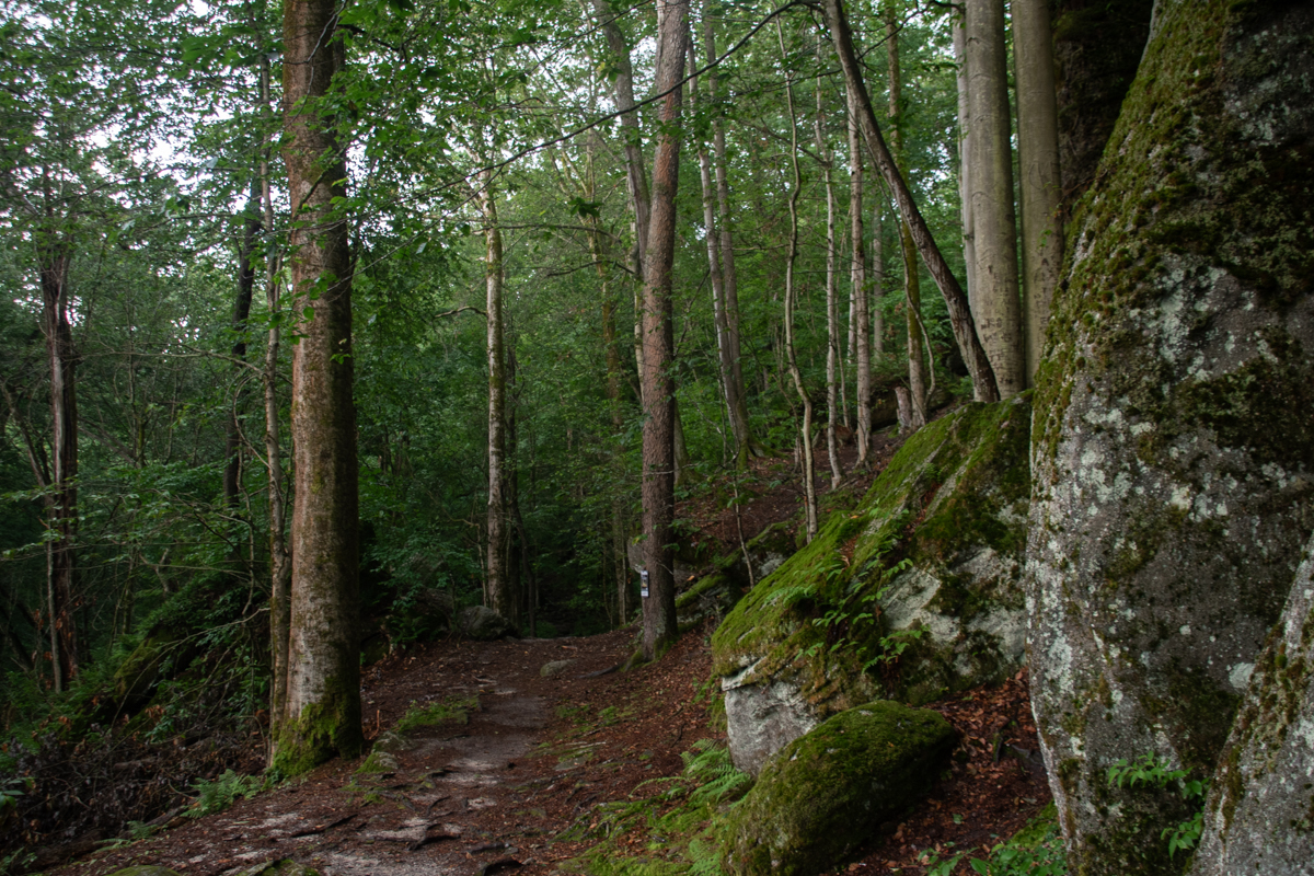 Towering moss-covered rock formations and a fallen tree along the hiking trail at Panama Rocks Scenic Park in Chautauqua County, New York.