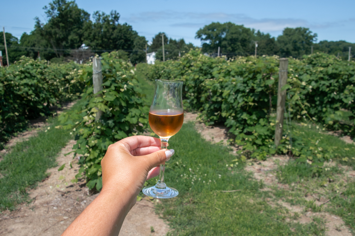 Glass of chilled Fredonia wine held above the vineyards at Liberty Vineyards & Winery in Lake Erie Wine Country.